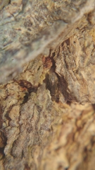 Lepidopsocidae