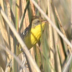 Pseudocolopteryx sclateri