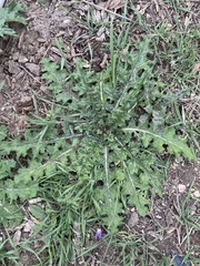 Cirsium texanum