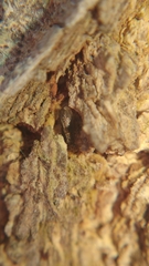 Lepidopsocidae