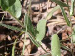 Symphyotrichum sericeum