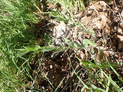 Symphyotrichum sericeum