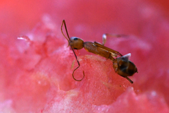 Camponotus maculatus