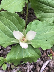 Trillium
