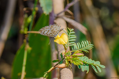 Leptotes cassius cassius