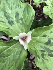 Trillium