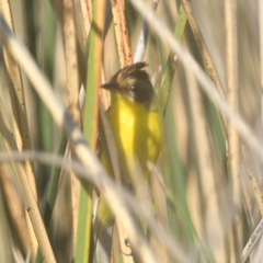 Pseudocolopteryx sclateri