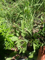 Helianthus occidentalis