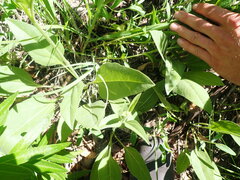 Helianthus occidentalis