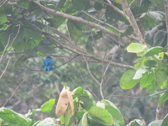 Cotinga amabilis image