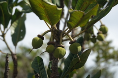 Lethedon cernua