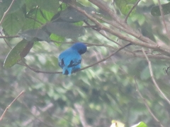 Cotinga amabilis