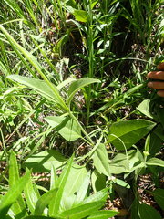 Helianthus occidentalis