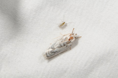 Antaeotricha