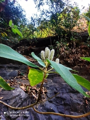 Colebrookea oppositifolia