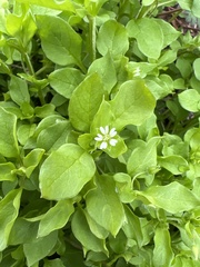 Stellaria media