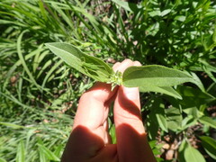 Helianthus occidentalis