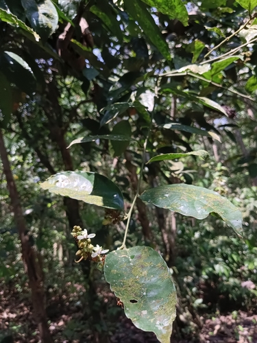 Image of Xanthophyllum flavescens by (c) renjus box, some rights reserved (CC BY)