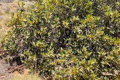 Ficus virens virens