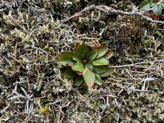 Micranthes occidentalis