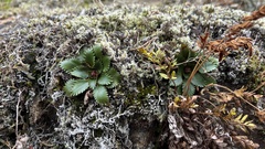 Micranthes occidentalis