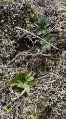 Micranthes occidentalis