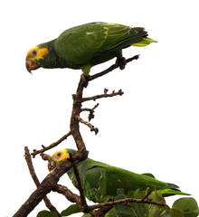 Alipiopsitta xanthops