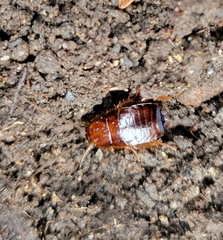 Parcoblatta pennsylvanica