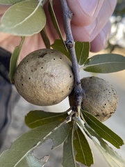 Amphibolips trizonata
