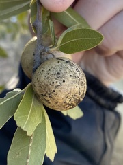 Amphibolips trizonata