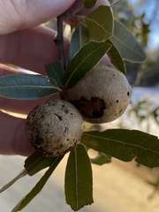 Amphibolips trizonata