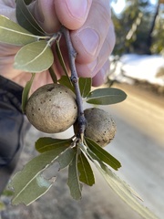 Amphibolips trizonata