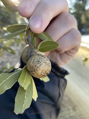 Amphibolips trizonata