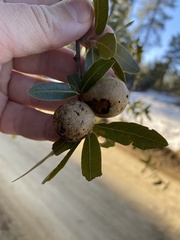 Amphibolips trizonata