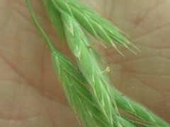 Bromus kalmii