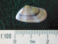 Donax semistriatus