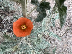 Sphaeralcea hastulata