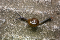 Helicarionoidea