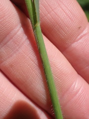Bromus kalmii