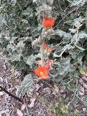 Sphaeralcea hastulata