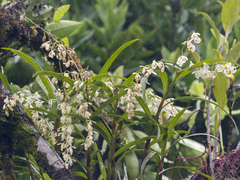 Epidendroideae