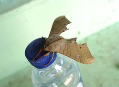 Marumba
