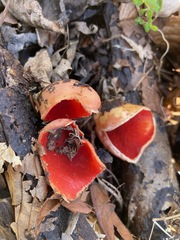 Sarcoscypha austriaca