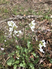 Cardamine bulbosa