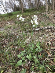 Cardamine bulbosa