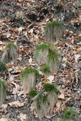 Festuca heterophylla
