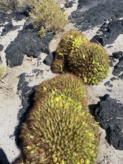 Maihueniopsis camachoi
