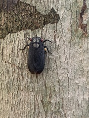 Acraephia perspicillata