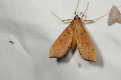 Anarmodia