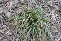 Carex sylvatica
